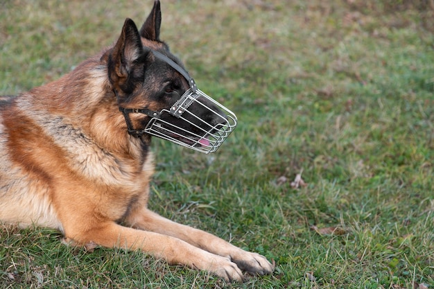 wire muzzle german shepherd