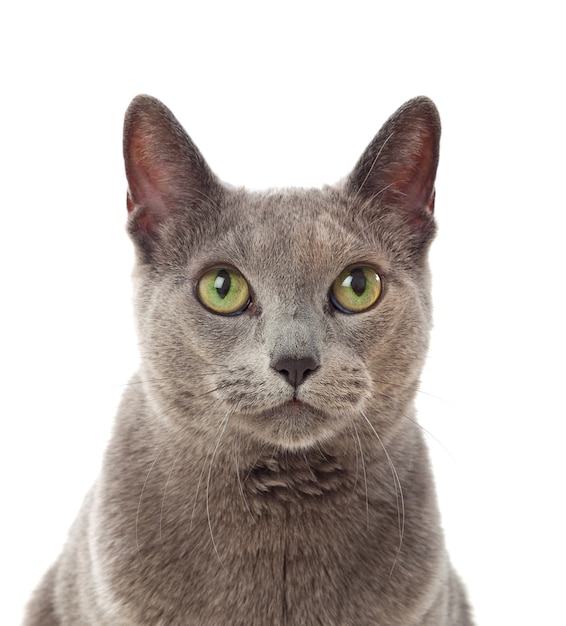 Premium Photo Adorable grey cat with green eyes