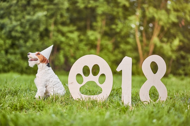 Adorable happy fox terrier dog at the park 2018 new year greetin Photo