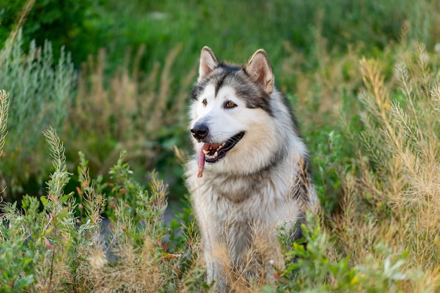 Premium Photo | Adorable husky dog sitting in the grass in field and ...