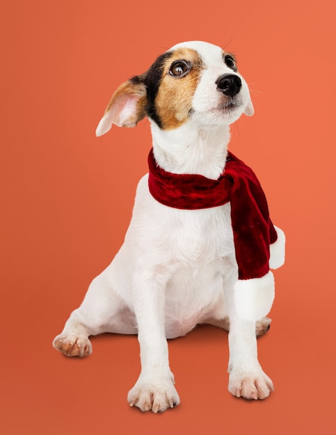 jack russell christmas shirt