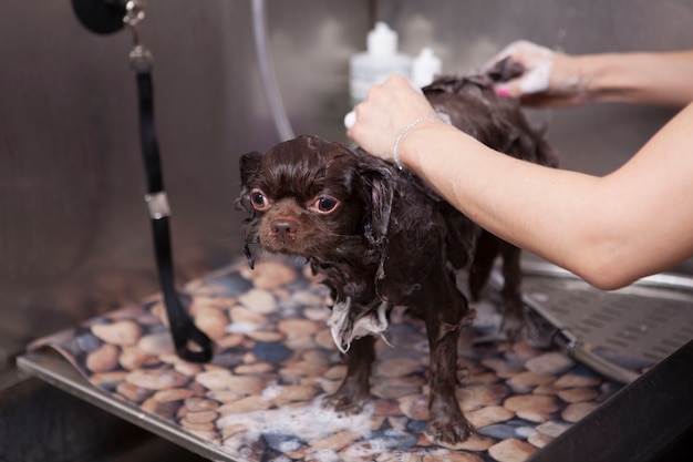 グルーミングサロンで洗われている愛らしい小さな犬 プレミアム写真