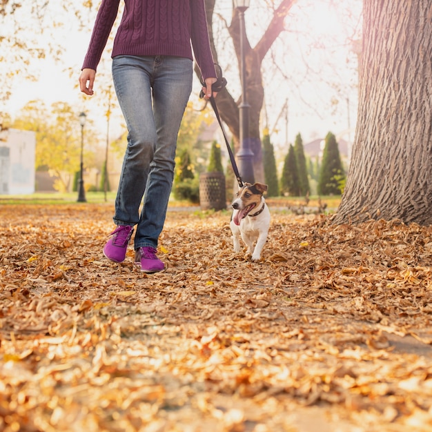 Free Photo | Adorable little dog walking in the park