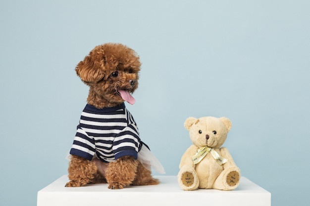 Adorable little poodle with a teddy bear toy on a blue surface Free Photo