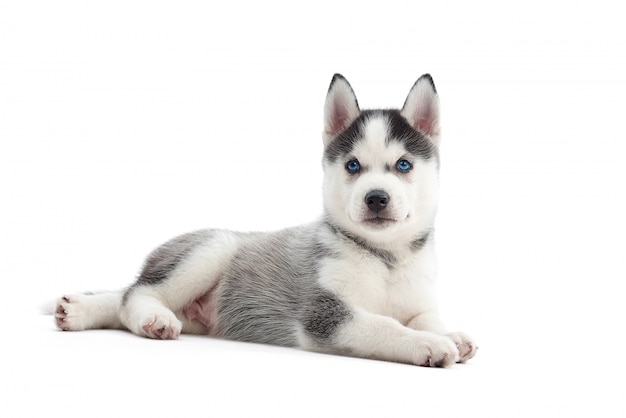 白いcopyspaceに分離されて横になっている青い目をした愛らしい小さなシベリアンハスキー子犬 無料の写真