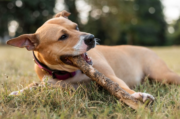 Adorable pitbull dog playing in the grass Free Photo