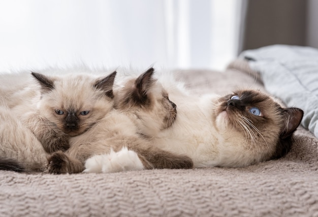 後ろのベッドに横たわっている愛らしいラグドール猫と2匹のかわいいふわふわの子猫が彼女の上で寝ています 日光の下で昼寝をしている家で猫の品種の家族 一緒に休んでいる母ペットと彼女の子猫の子供たち プレミアム写真