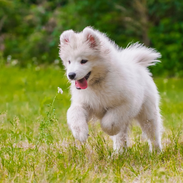 愛らしいサモエド子犬が走ってジャンプ プレミアム写真