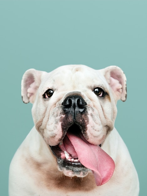 English Bulldog Puppies in Kentucky