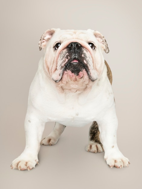 ingles bulldog for sale