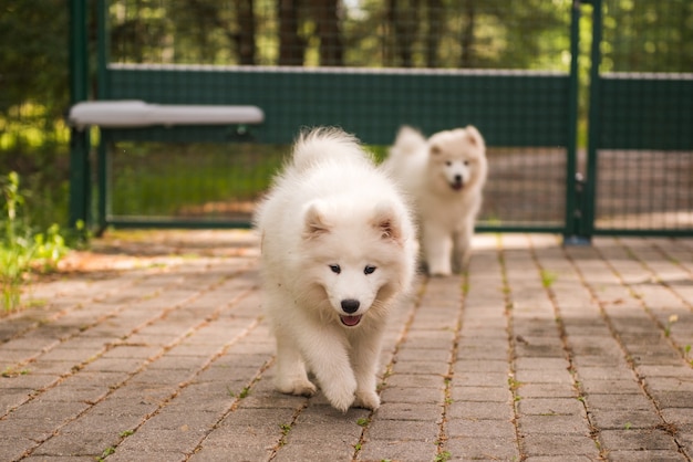 愛らしい白いふわふわサモエド子犬犬が庭を歩いています プレミアム写真