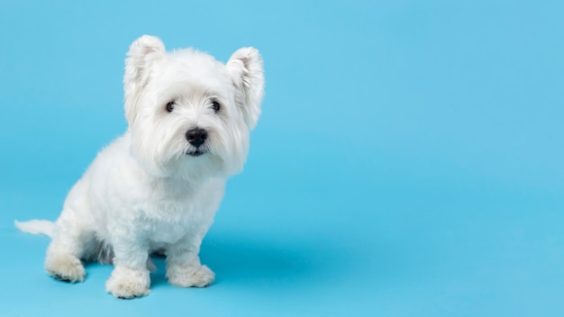 青に分離された愛らしい白い子犬 無料の写真
