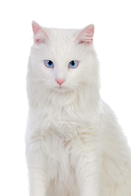 Premium Photo | Adorable white persian cat