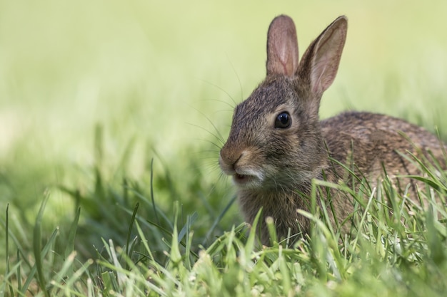 1,000+ Gray Hare Pictures