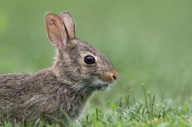 緑の草の愛らしい若いトウブワタオウサギの横顔のクローズアップ プレミアム写真