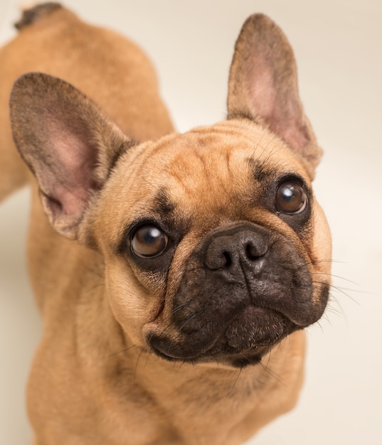 Premium Photo | Adorable young french bulldog in beige color. close up ...