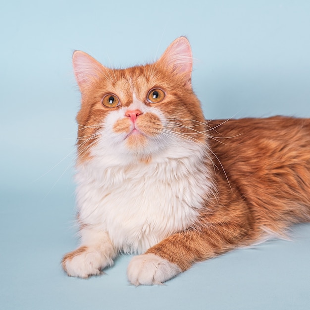 Premium Photo Adorable Young Ginger Cat With White Fur And Curious Face Lying And Resting On Blue Background