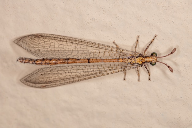 Premium Photo | Adult antlion insect of the family myrmeleontidae