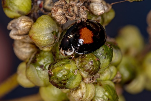 Premium Photo | Adult ashy gray lady beetle of the species olla v-nigrum