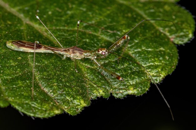 Premium Photo | Adult assassin bug of the genus bactrodes