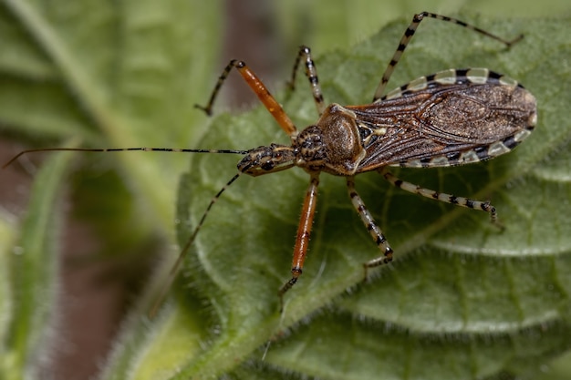 Premium Photo | Adult assassin bug of the species cosmoclopius ...