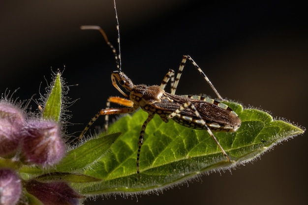 Premium Photo | Adult assassin bug of the species cosmoclopius ...