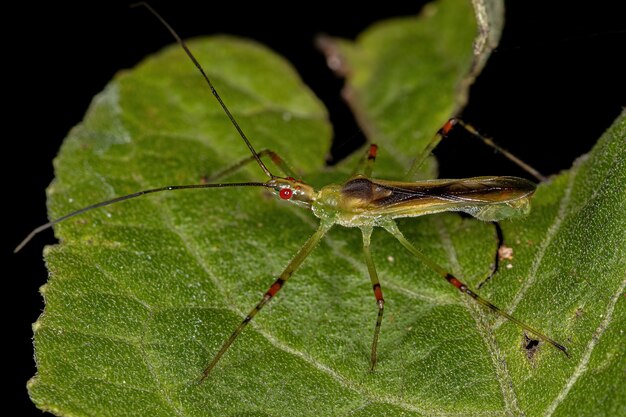 Premium Photo | Adult assassin bug of the tribe harpactorini