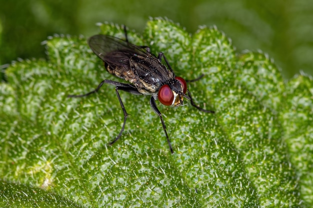 Premium Photo Adult Brachyceran Fly Of The Suborder Brachycera