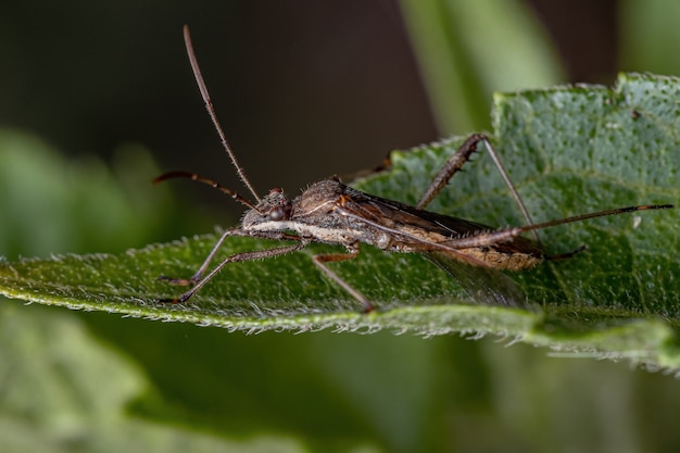 Premium Photo | Adult broad-headed bug of the species neomegalotomus parvus