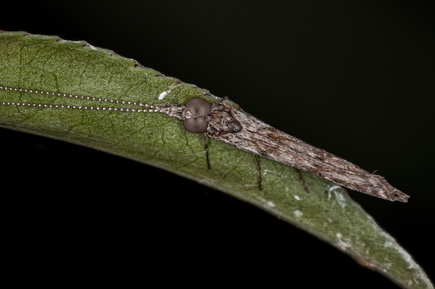 Premium Photo | Adult Caddisfly Insect Of The Order Trichoptera