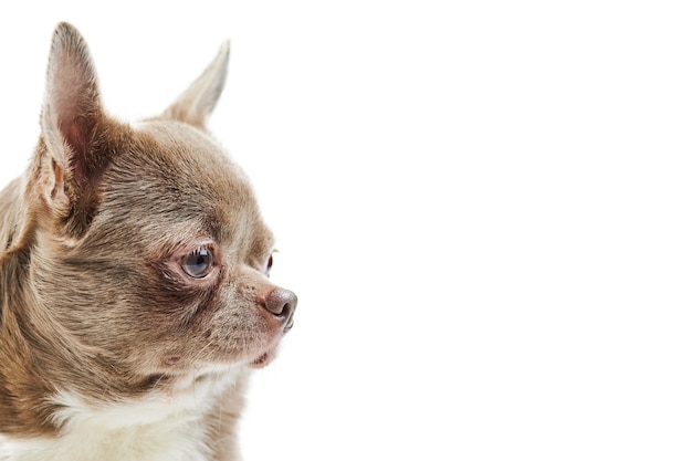 大人のチワワ犬 孤立 白い背景の上の小さなかわいい犬 犬の避難所の子犬 小さな短い髪のチワワ犬の品種 スタジオ撮影 プレミアム写真