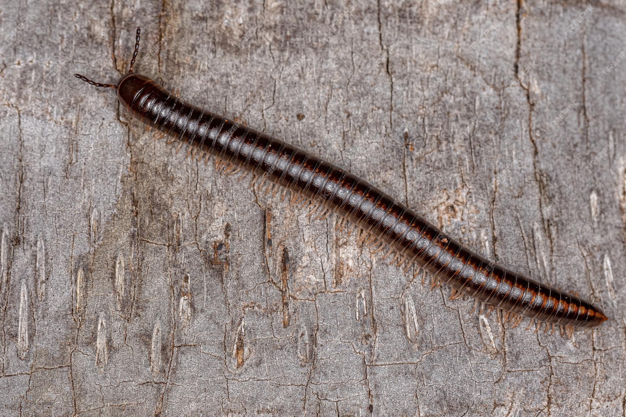 Premium Photo | Adult common brown millipede of the order spirostreptida