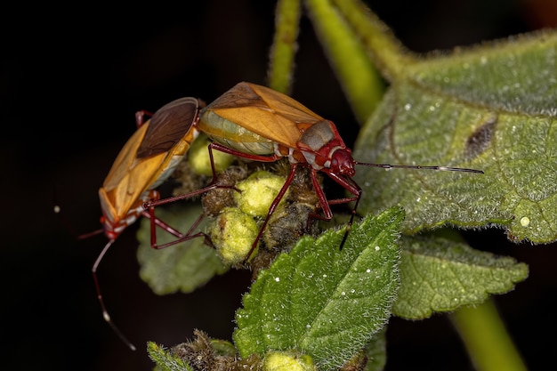 premium-photo-adult-cotton-stainer-bugs-of-the-genus-dysdercus-coupling