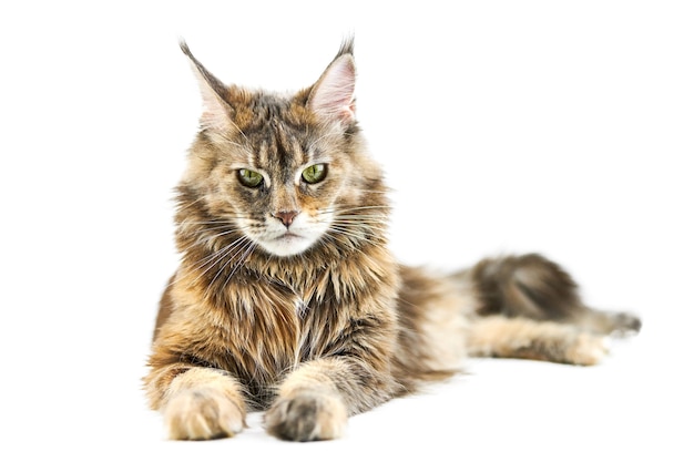 大人のかわいいメインクーン猫 プレミアム写真