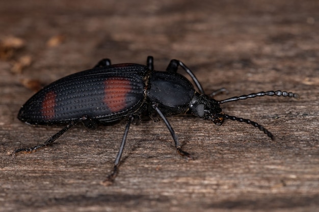 Premium Photo Adult Darkling Beetle Of The Species Zophobas