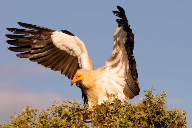 Premium Photo Adult Of Egyptian Vulture Flying