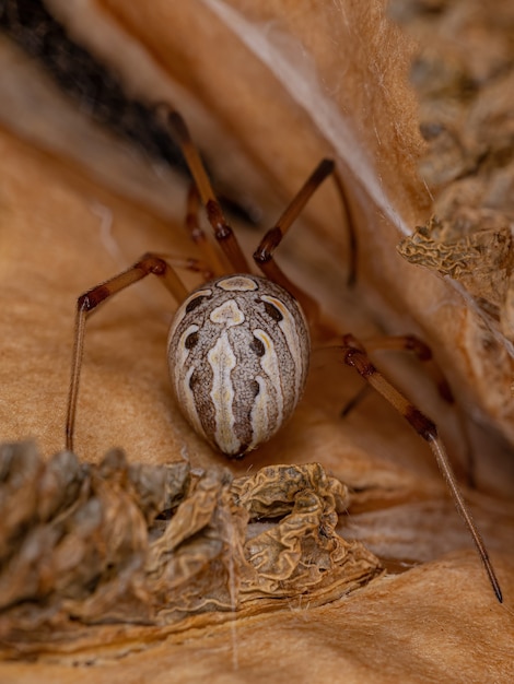 Premium Photo Adult Female Brown Widow Spider Of The Species