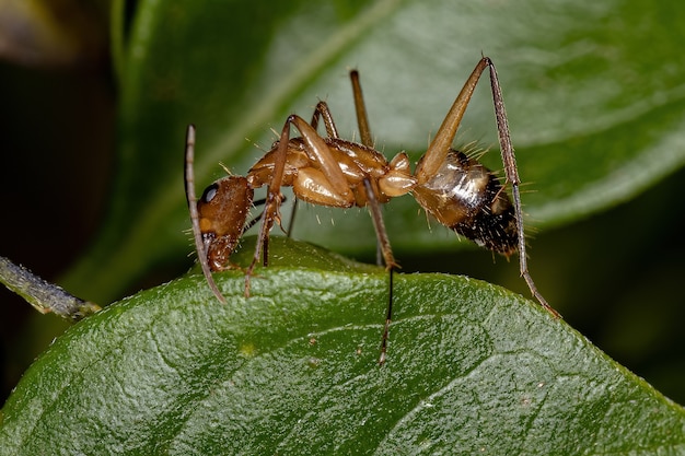 Premium Photo | Adult female carpenter ant of the genus camponotus