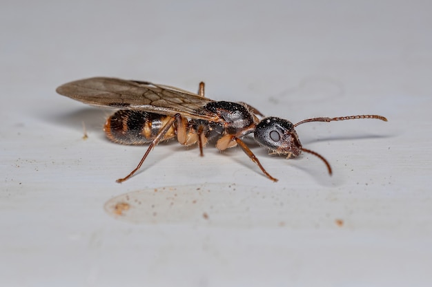 Premium Photo | Adult female carpenter queen ant of the genus camponotus