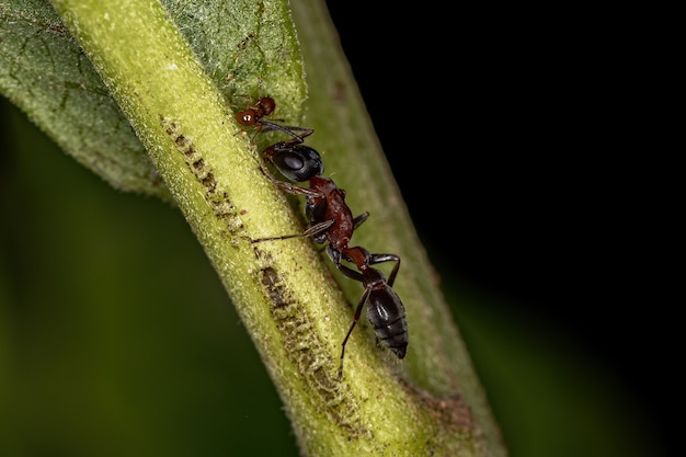 Premium Photo | Adult Female Twig Ant Of The Genus Pseudomyrmex