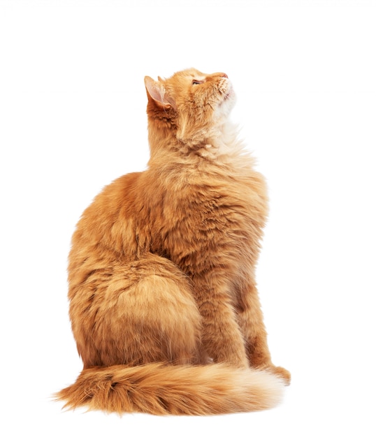 大人のふわふわの赤い猫が横向き かわいい顔 分離された動物 プレミアム写真