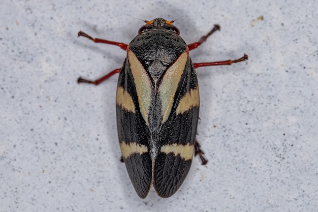 Premium Photo | Adult froghopper insect of the species deois flavopicta