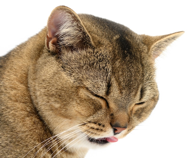 大人の灰色のスコティッシュストレートチンチラ猫 目を閉じた動物が舌を突き出し 面白い笑い銃口 プレミアム写真