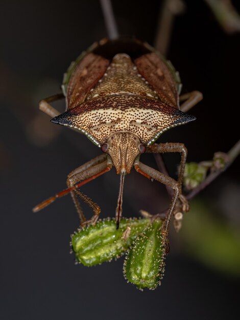 Premium Photo | Adult green belly bug of the species diceraeus melacanthus