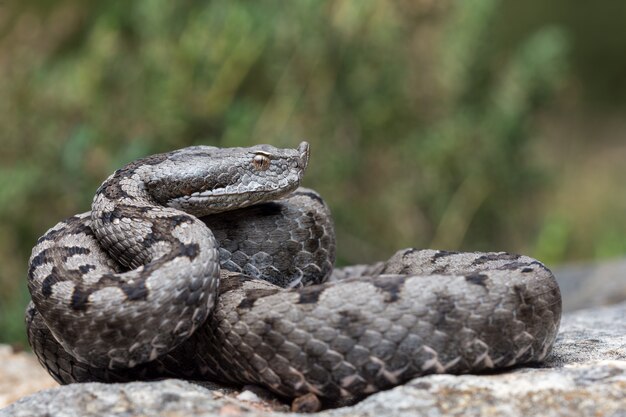 Adult horned viper (vipera latastei) Premium Photo