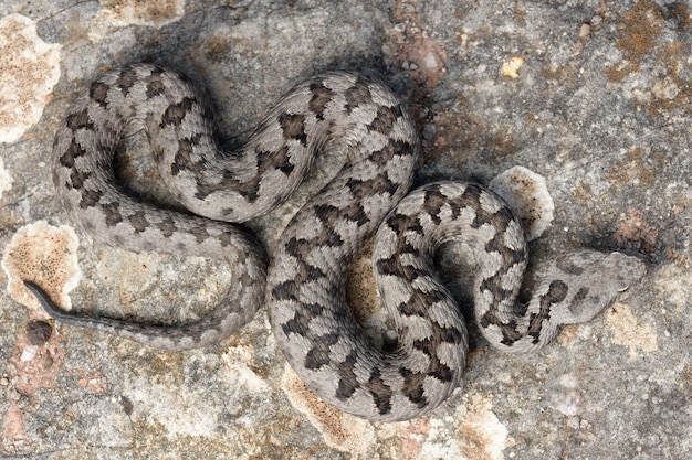 Premium Photo | Adult horned viper (vipera latastei)