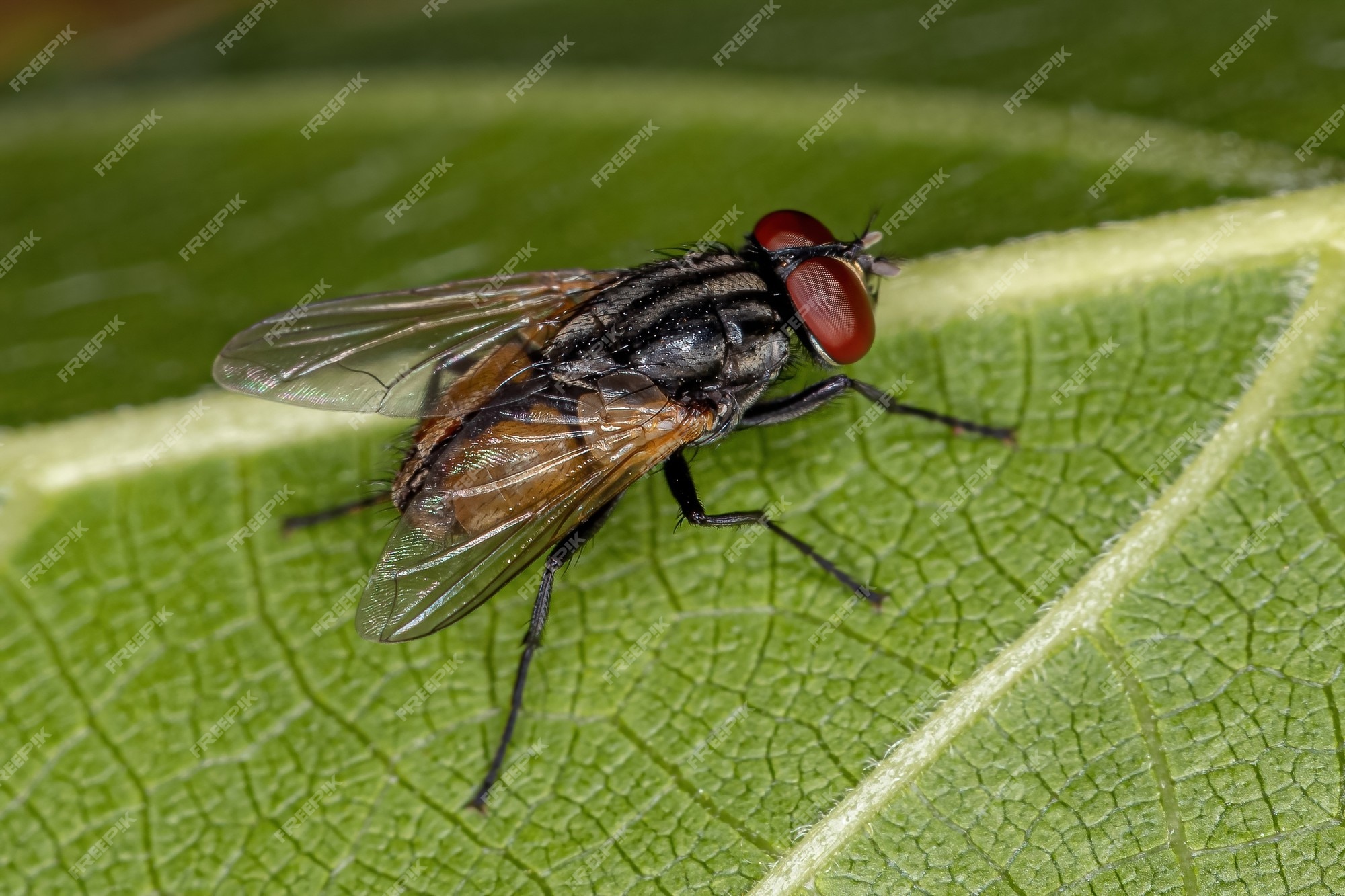 Premium Photo | Adult house fly of the species musca domestica