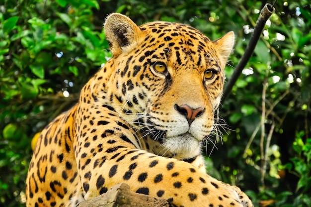 Premium Photo | Adult jaguar