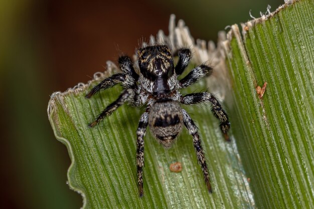 Premium Photo | Adult jumping spider of the genus corythalia