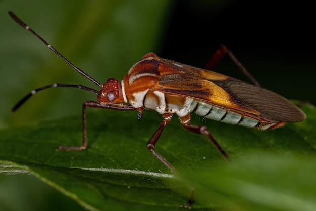 Premium Photo Adult Leaf Footed Bug Of The Species Hypselonotus